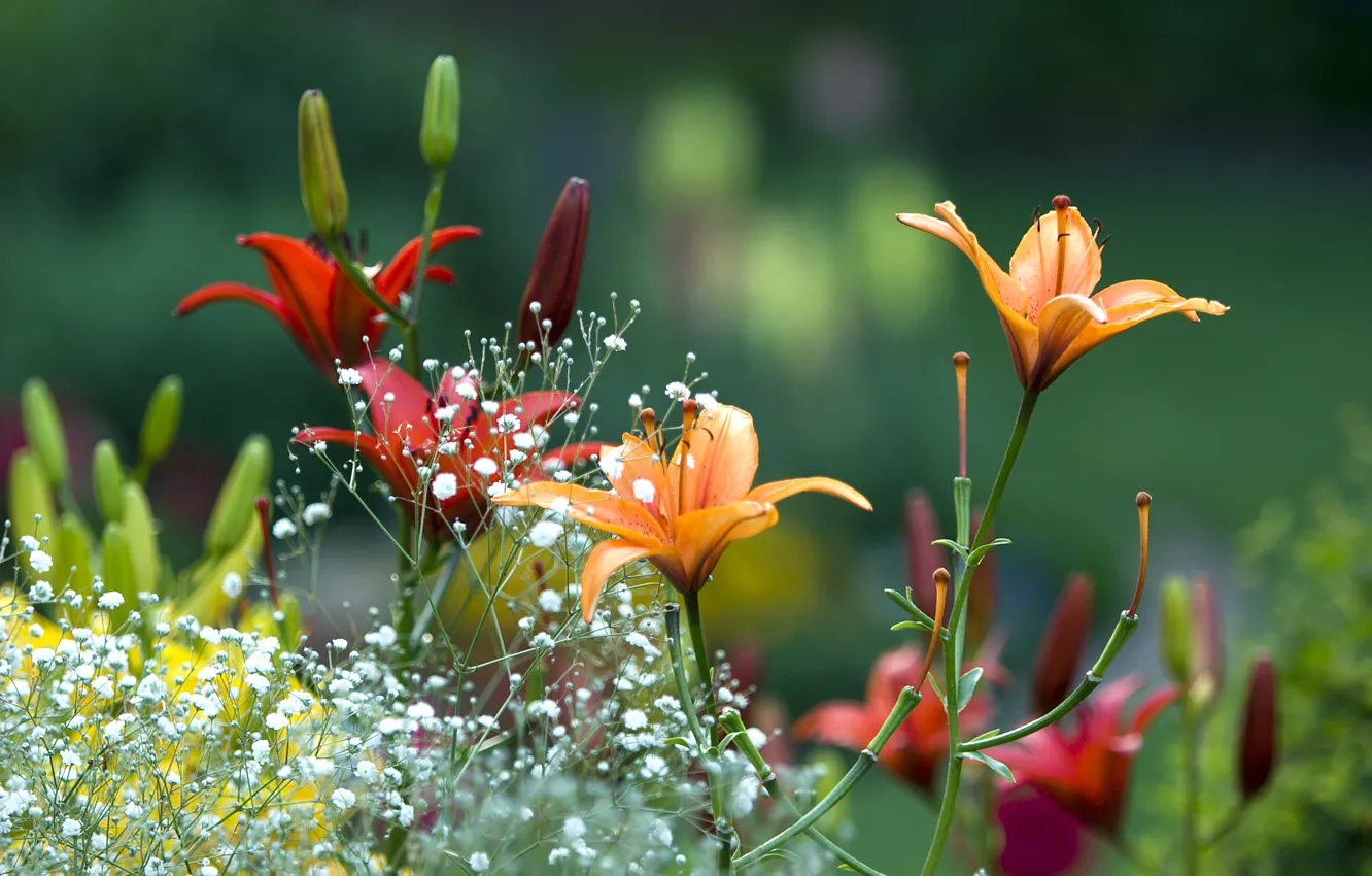 Фото обои лето, цветы, лилии, Весна, сад, красиво, summer, flowers