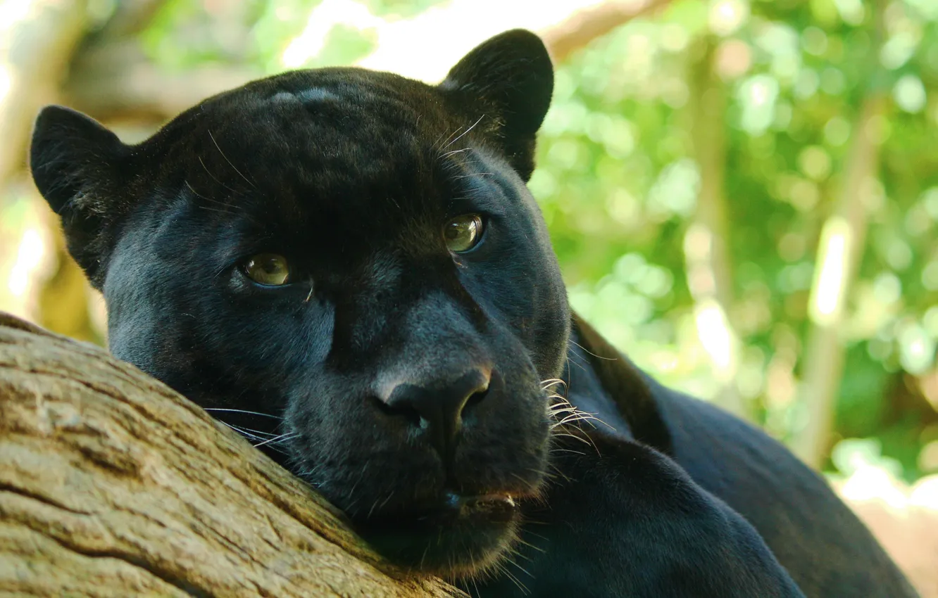 Фото обои взгляд, дерево, хищник, пантера, лежит, ягуар, наблюдает, Panthera onca