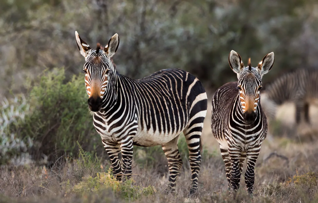 Фото обои природа, Африка, зебры
