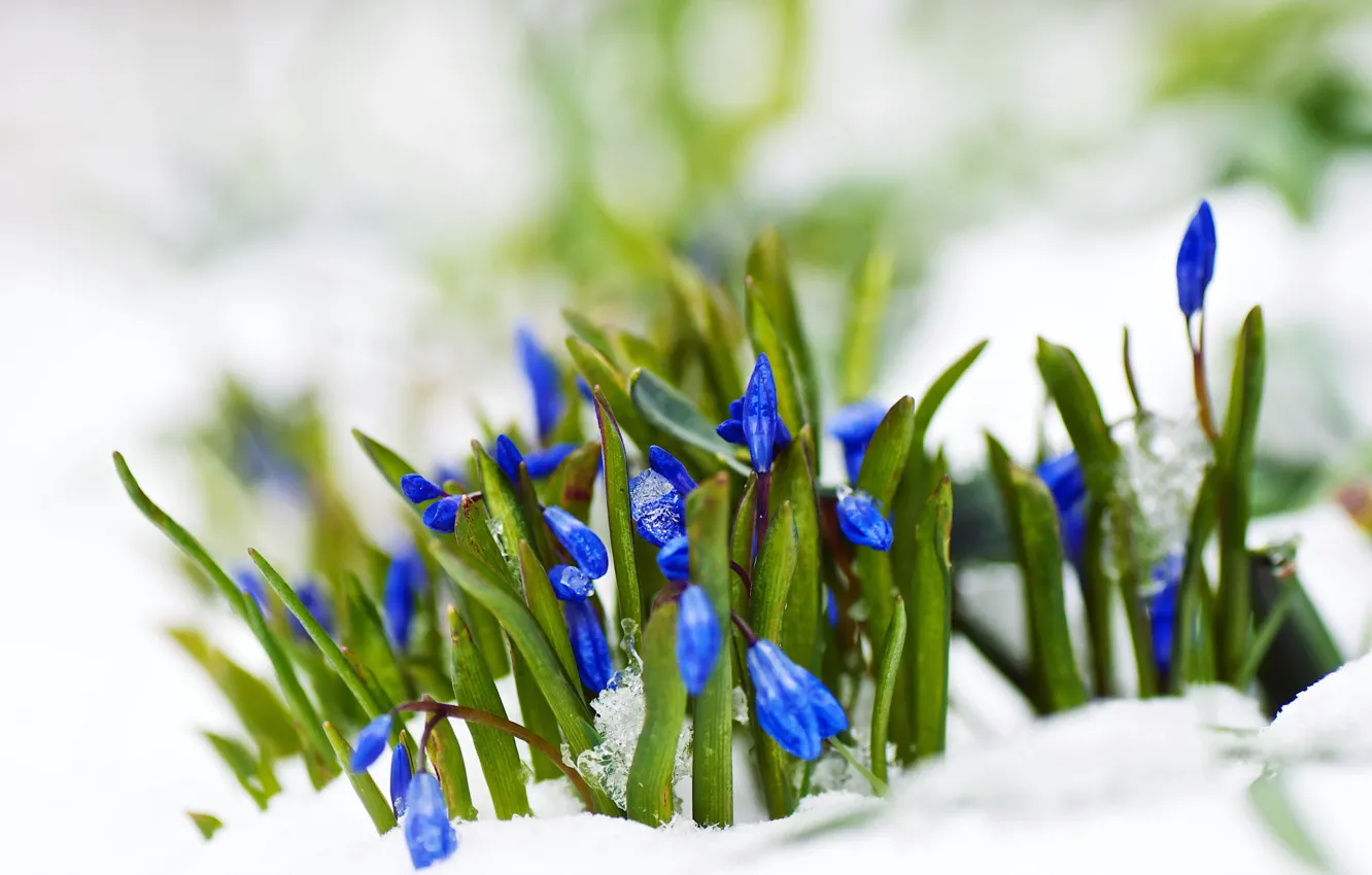 Фото обои снег, цветы, природа, весна