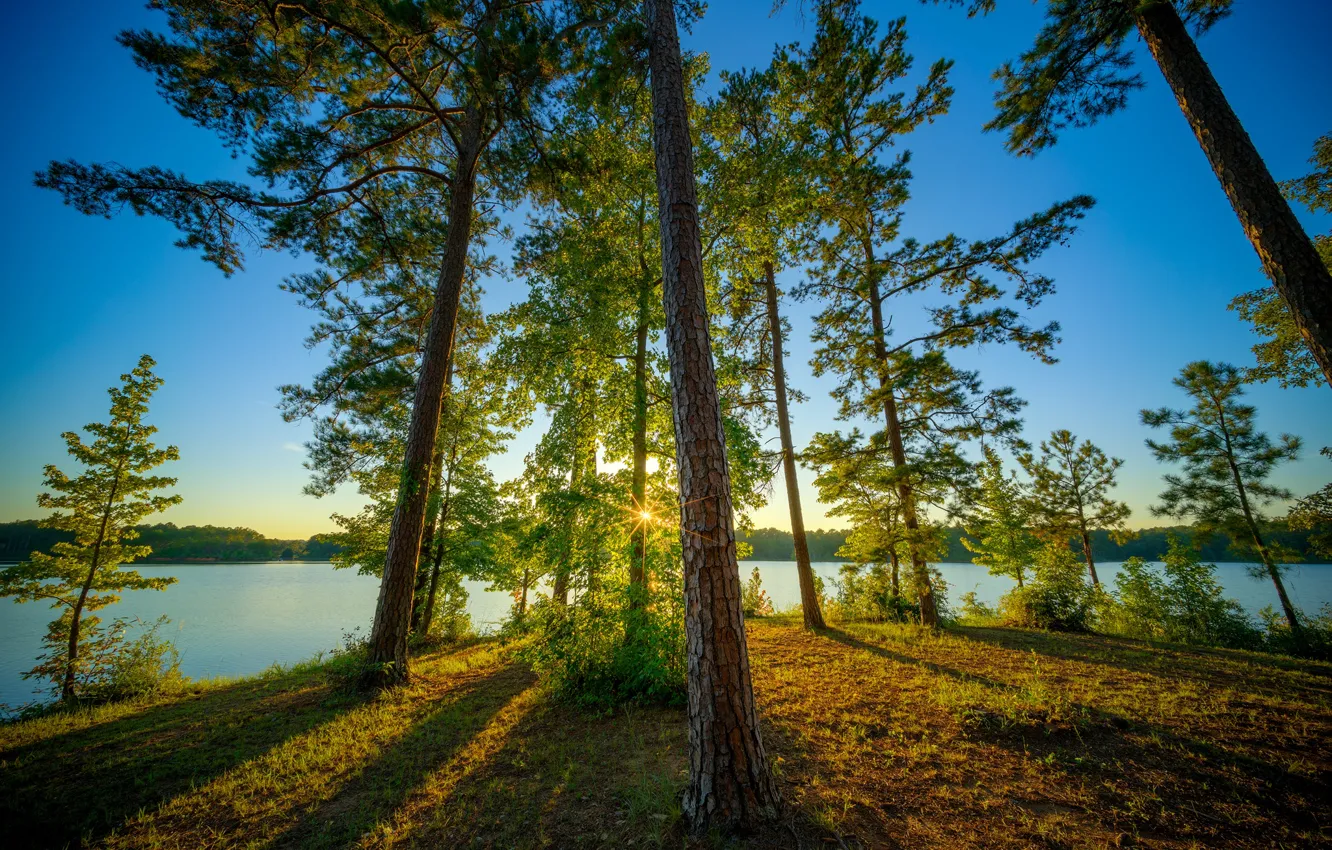 Фото обои деревья, озеро, сосны, Alabama, Алабама, West Point Lake, Veasey Creek Recreation Area