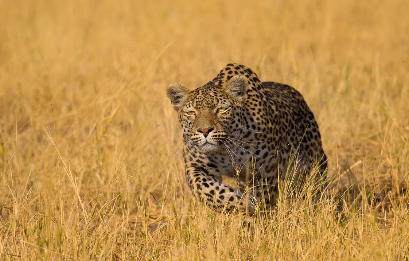 Фото обои трава, леопард, дикая кошка