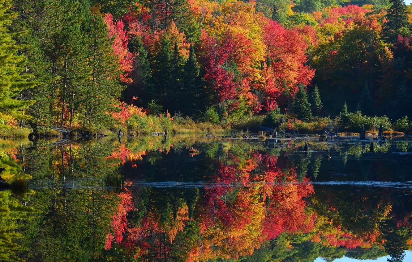 Autumn 8. Осень лес пруд. Красный осенний лес в пруду. Красная осень пруд лес. Космос и осенний лес пейзаж.