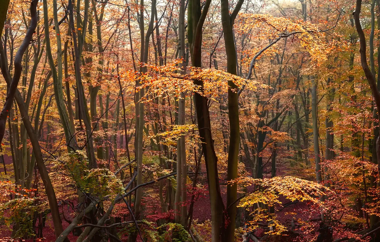 Фото обои осень, лес, желтые листья, багровые
