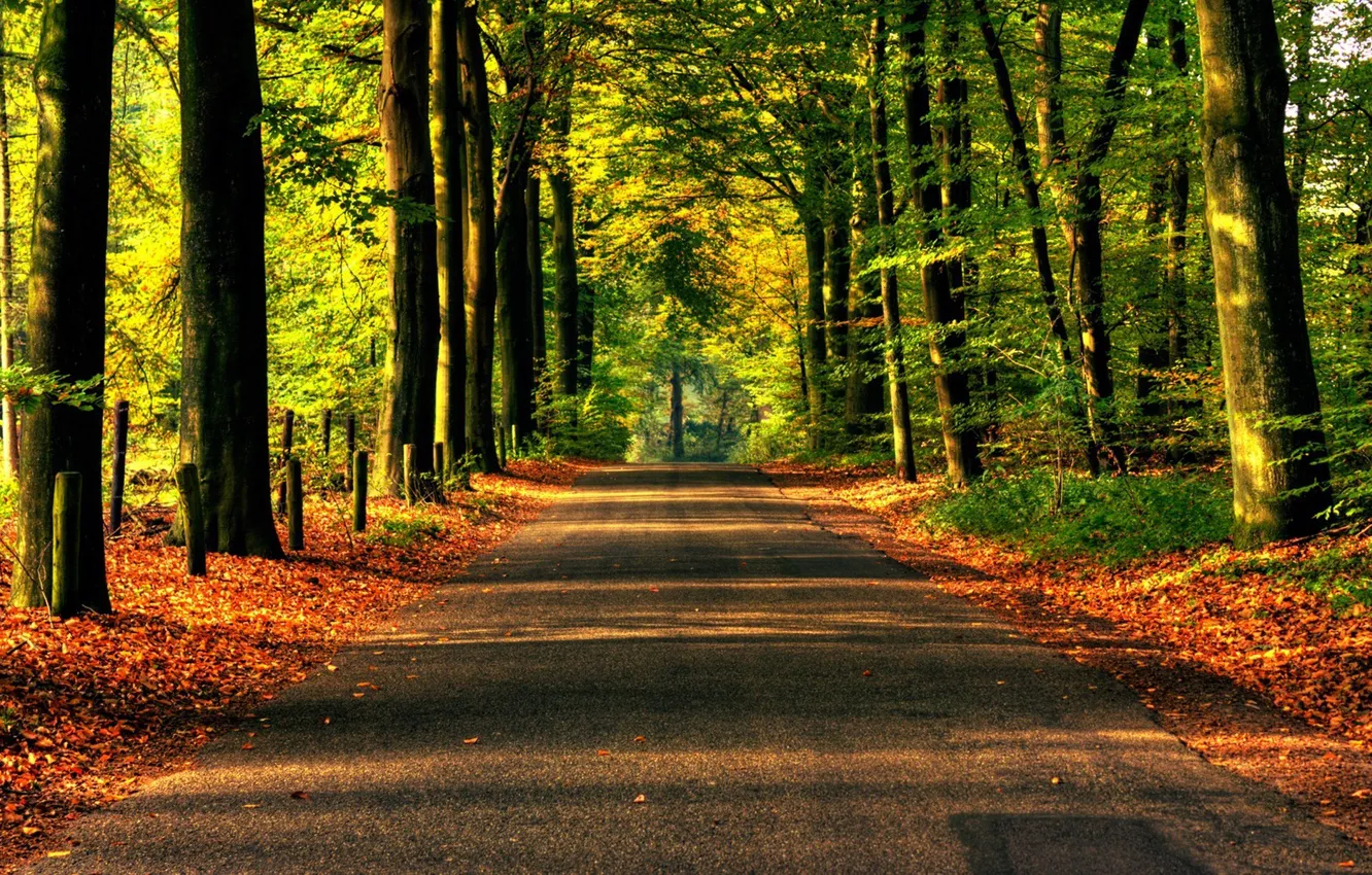 Фото обои дорога, лес, асфальт, деревья, природа