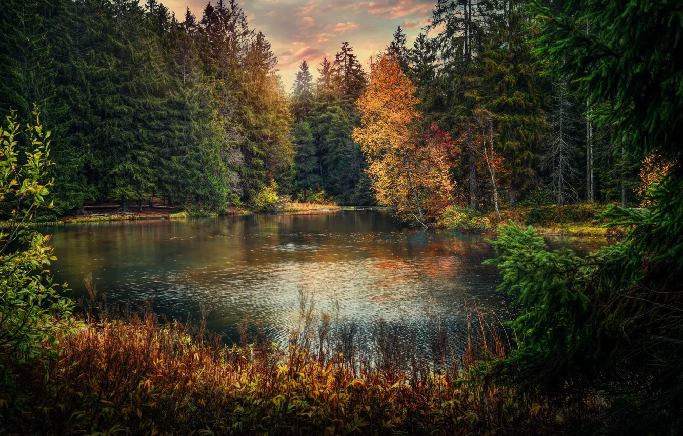 Фото обои осень, лес, озеро, пруд, Швейцария, Switzerland, Юра, Jura