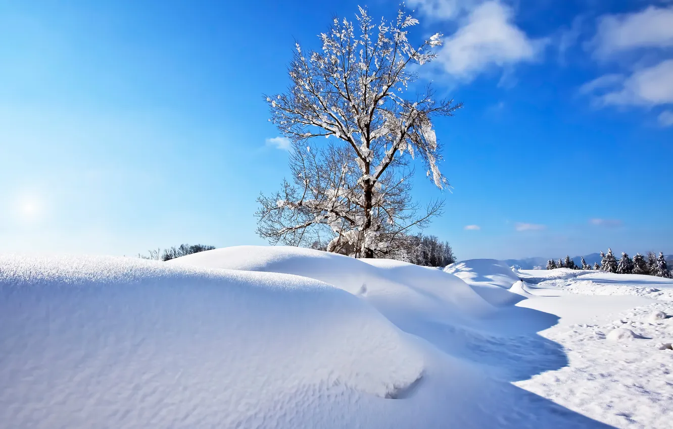 Фото обои зима, небо, снег, дерево, сугроб