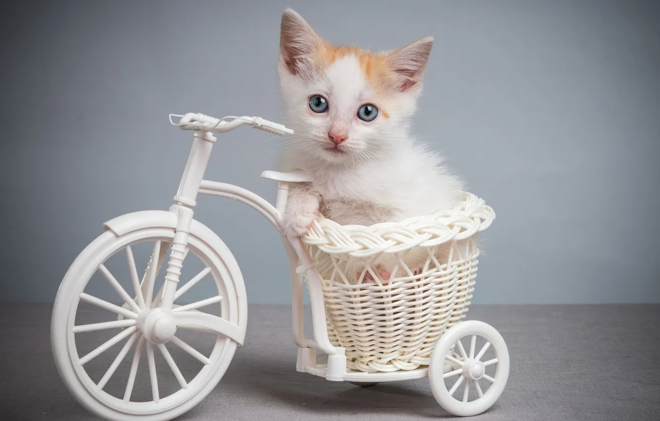 Фото обои велосипед, котенок, голубоглазый