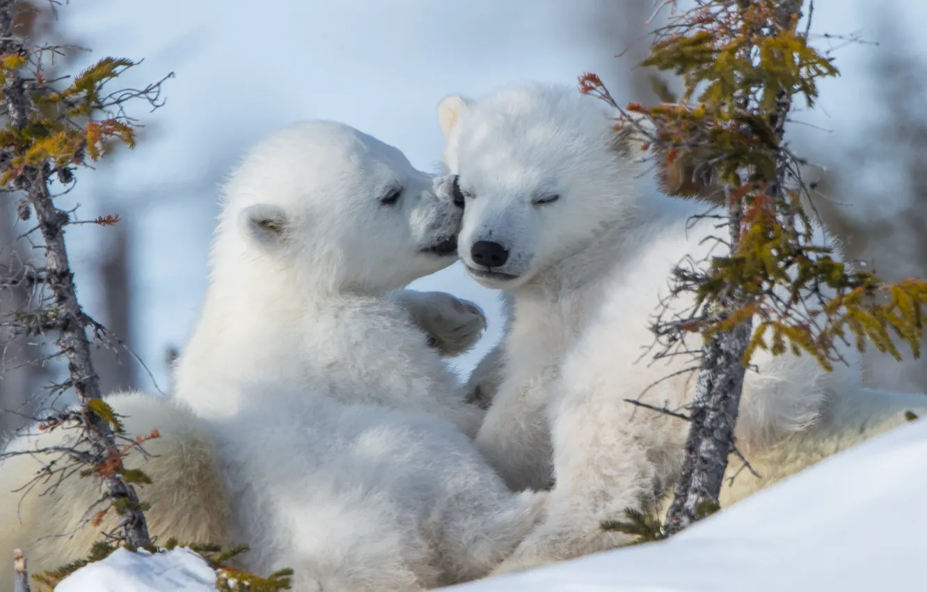 Фото обои поцелуй, парочка, детёныши, Белые медведи, Полярные медведи, мдвежата