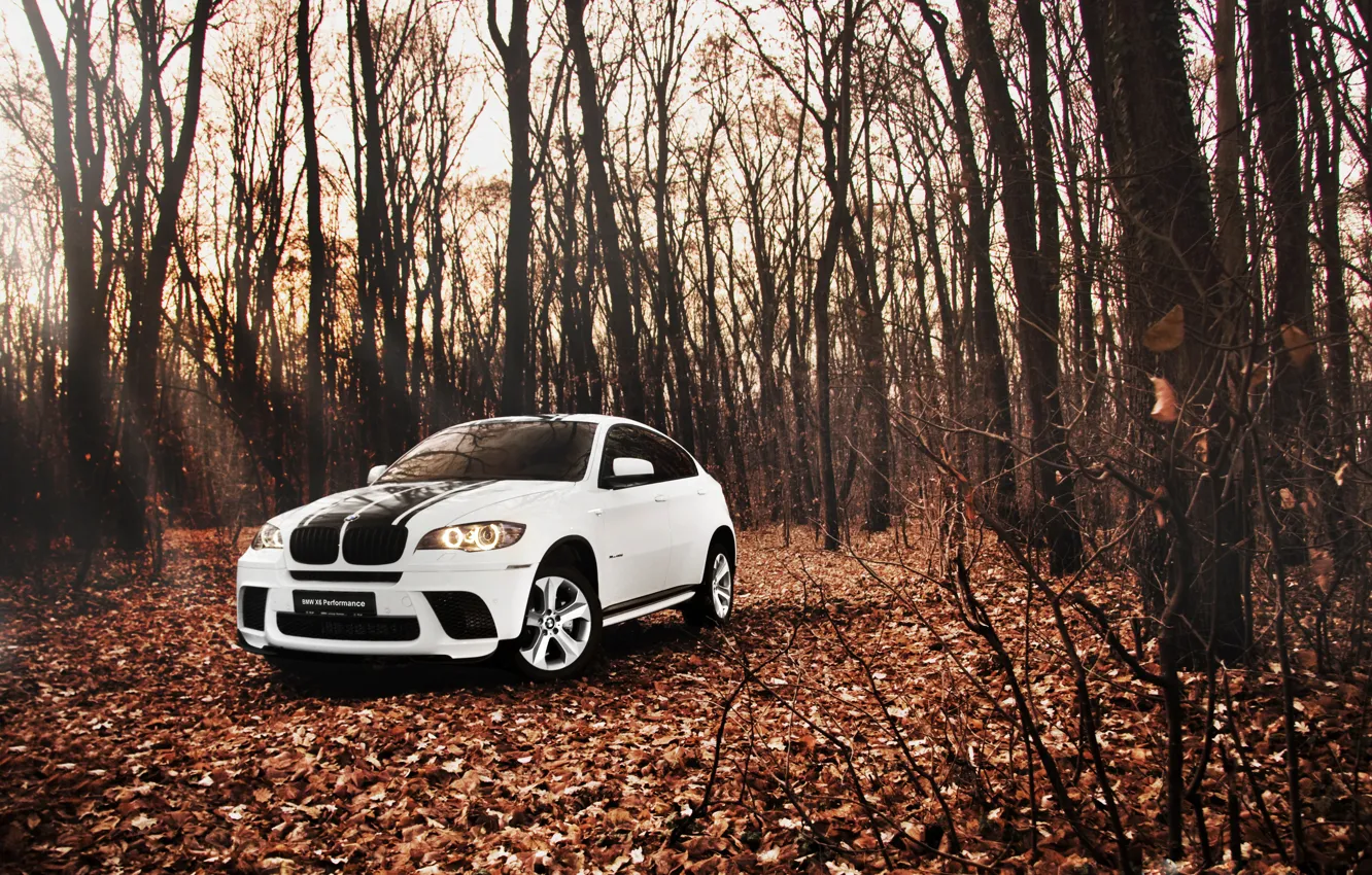 Фото обои лес, листья, Осень, Белый, BMW, БМВ, внедорожник, white