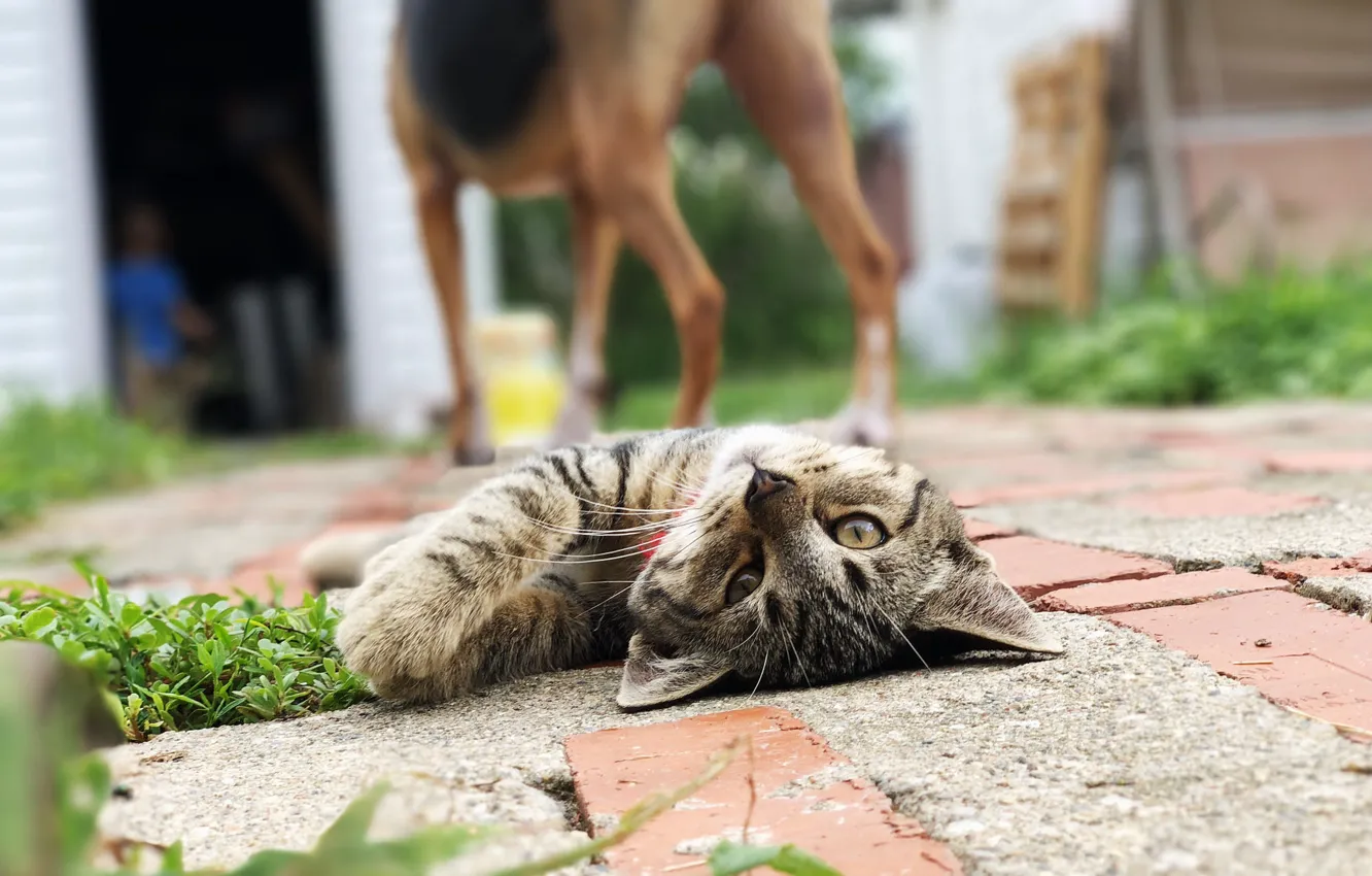 Фото обои кошка, взгляд, поза, котенок, собака, двор, лежит, боке