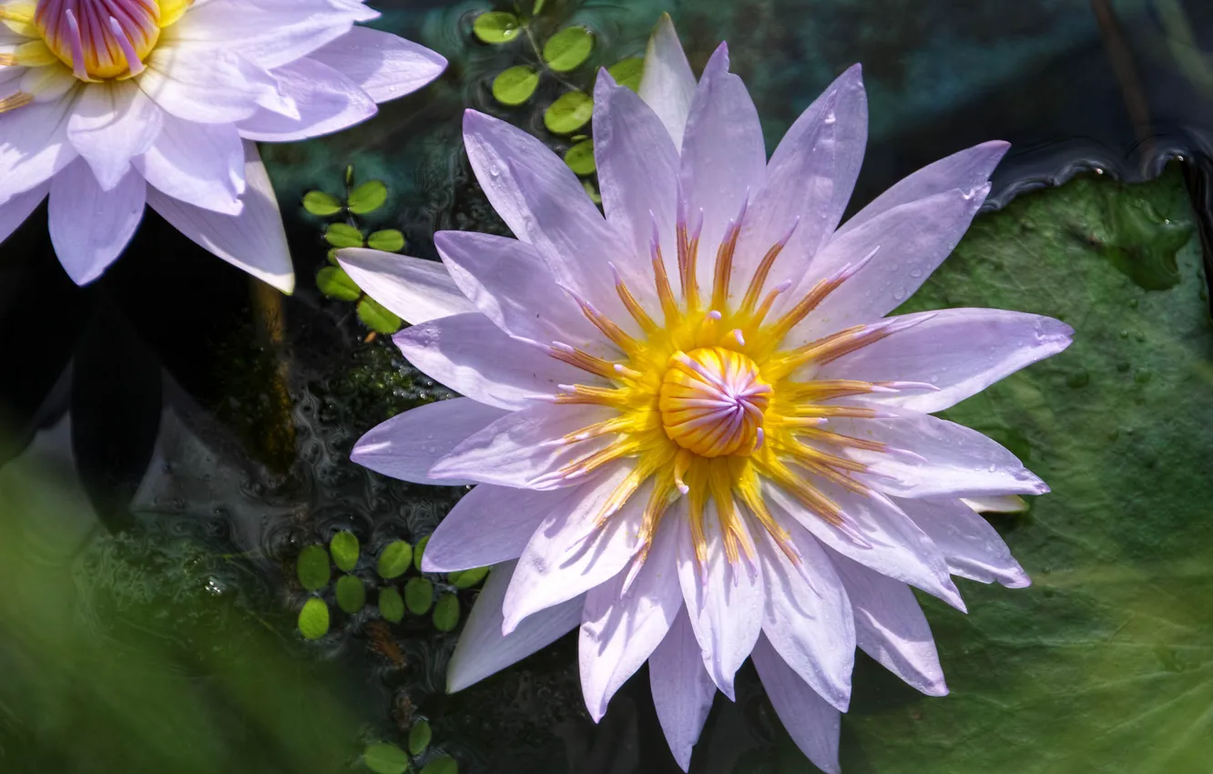 Фото обои лилии, водяная, нимфея