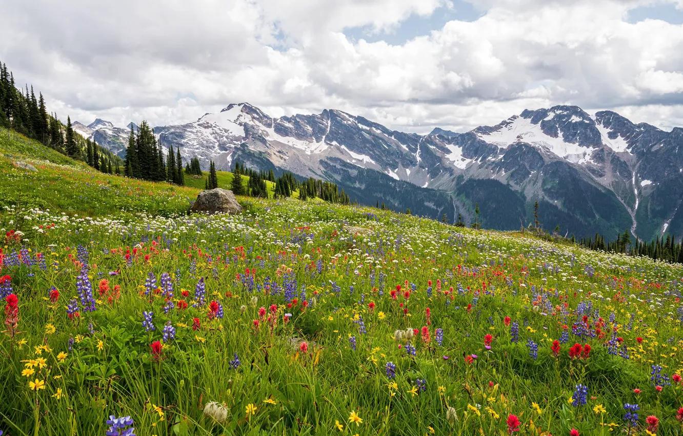 Фото обои flowers, clouds, mountain