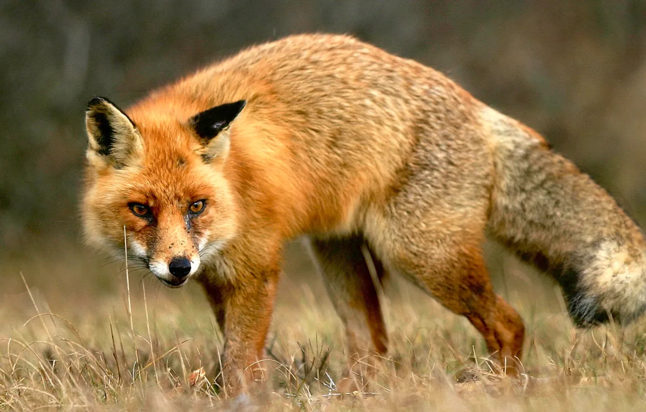 Фото обои photography, fox, animals, nature, animals in the wild, animal wildlife