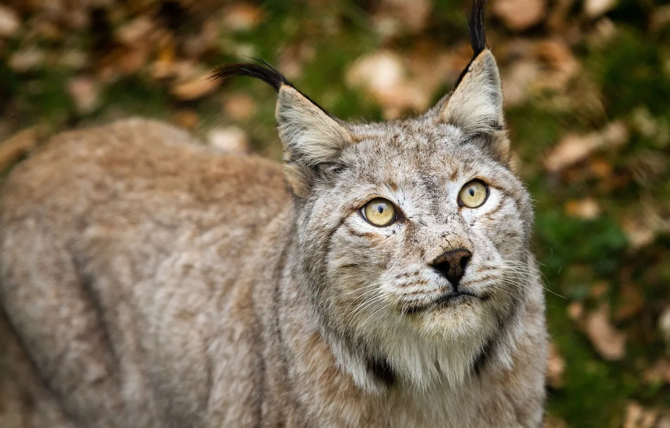 Фото обои head, lynx, fur gray
