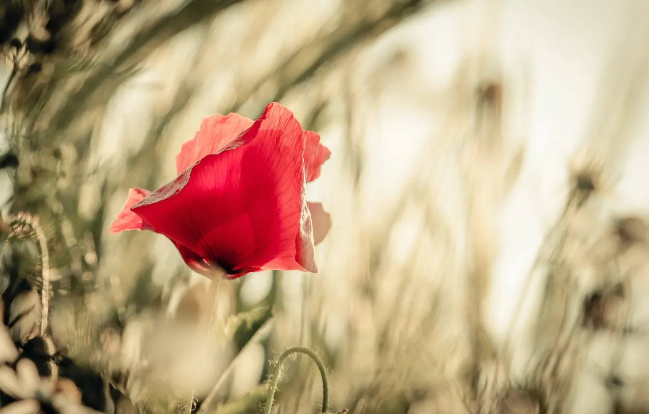 Фото обои лето, природа, маки