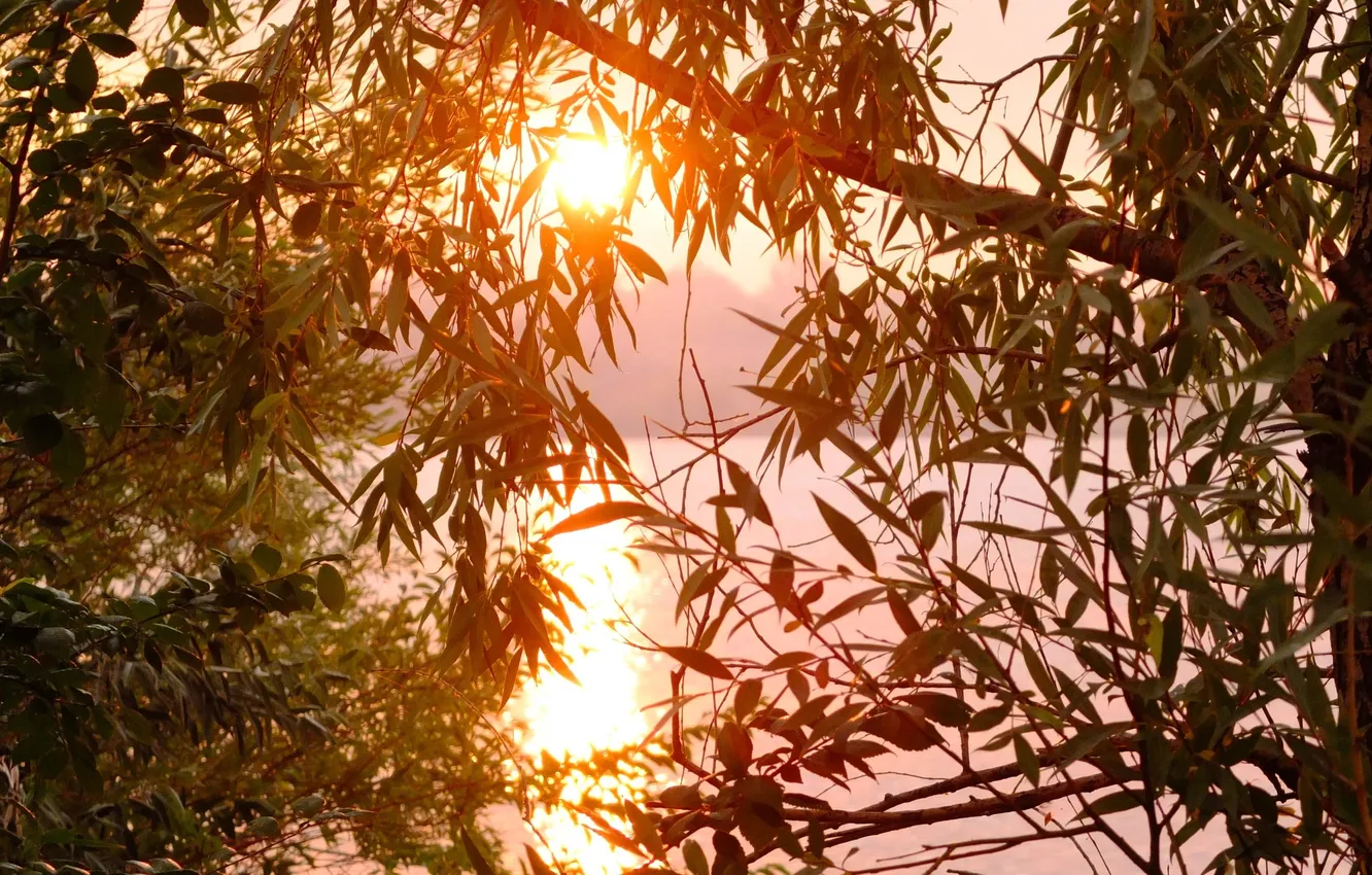 Фото обои листья, солнце, ветки, озеро, дерево, рассвет, утро, заря