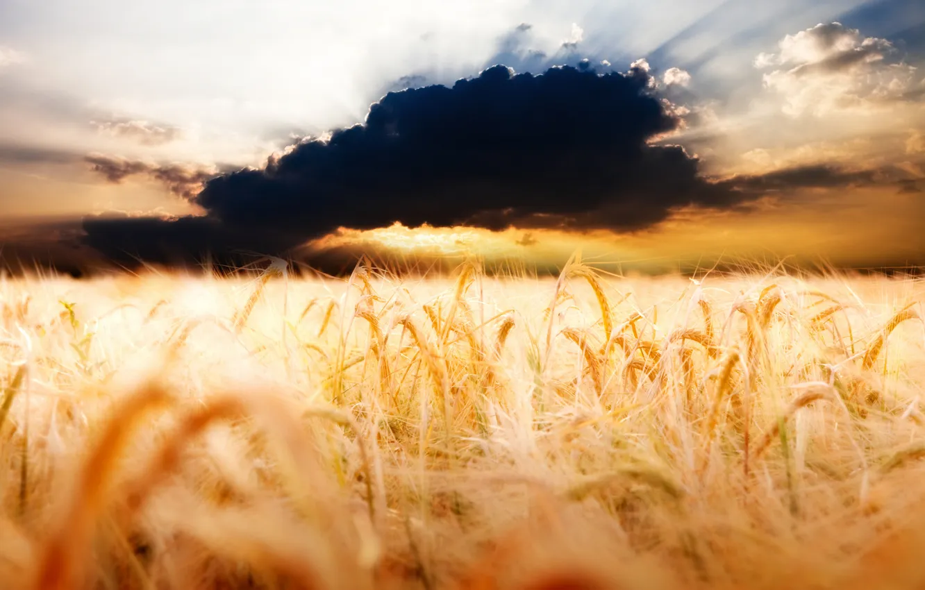 Фото обои пшеница, поле, облака, фото, пейзажи, облако, колосья