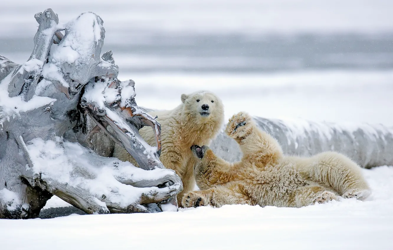 Фото обои зима, снег, медведи, Аляска, коряга, медвежата, белые медведи