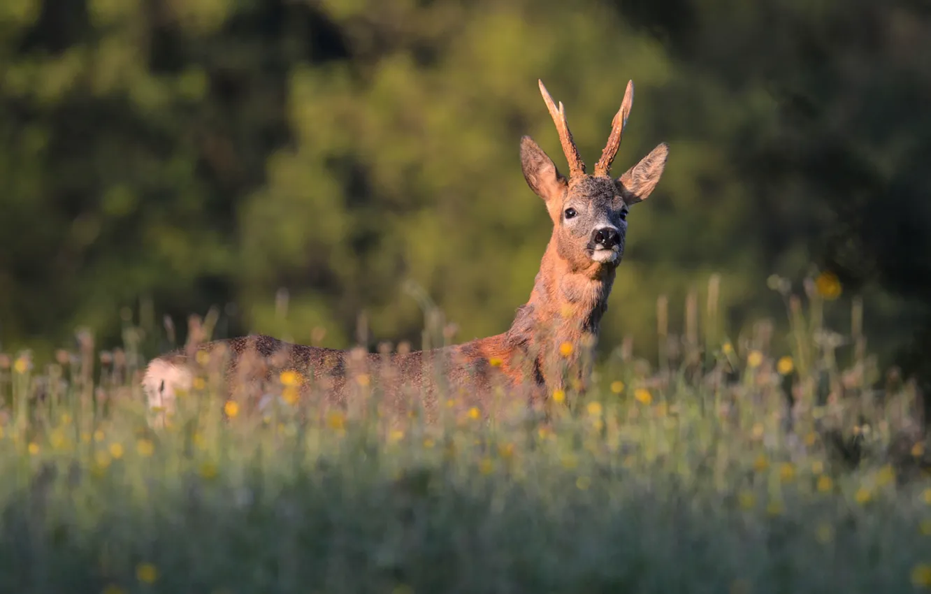 Фото обои grass, field, looking, deer, wildlife