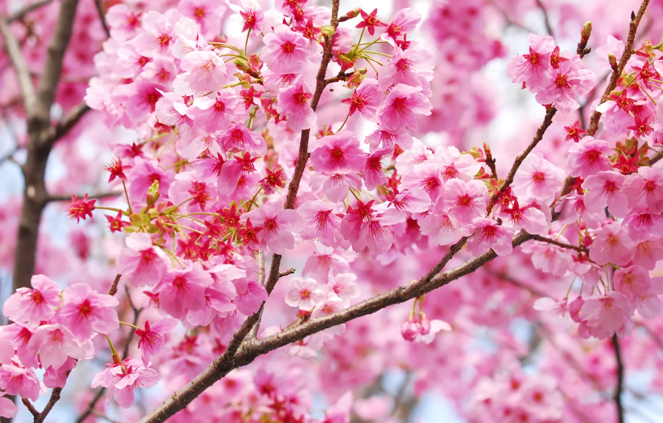 Фото обои ветки, красота, весна, colorful, сакура, Sakura, цветение, blossom