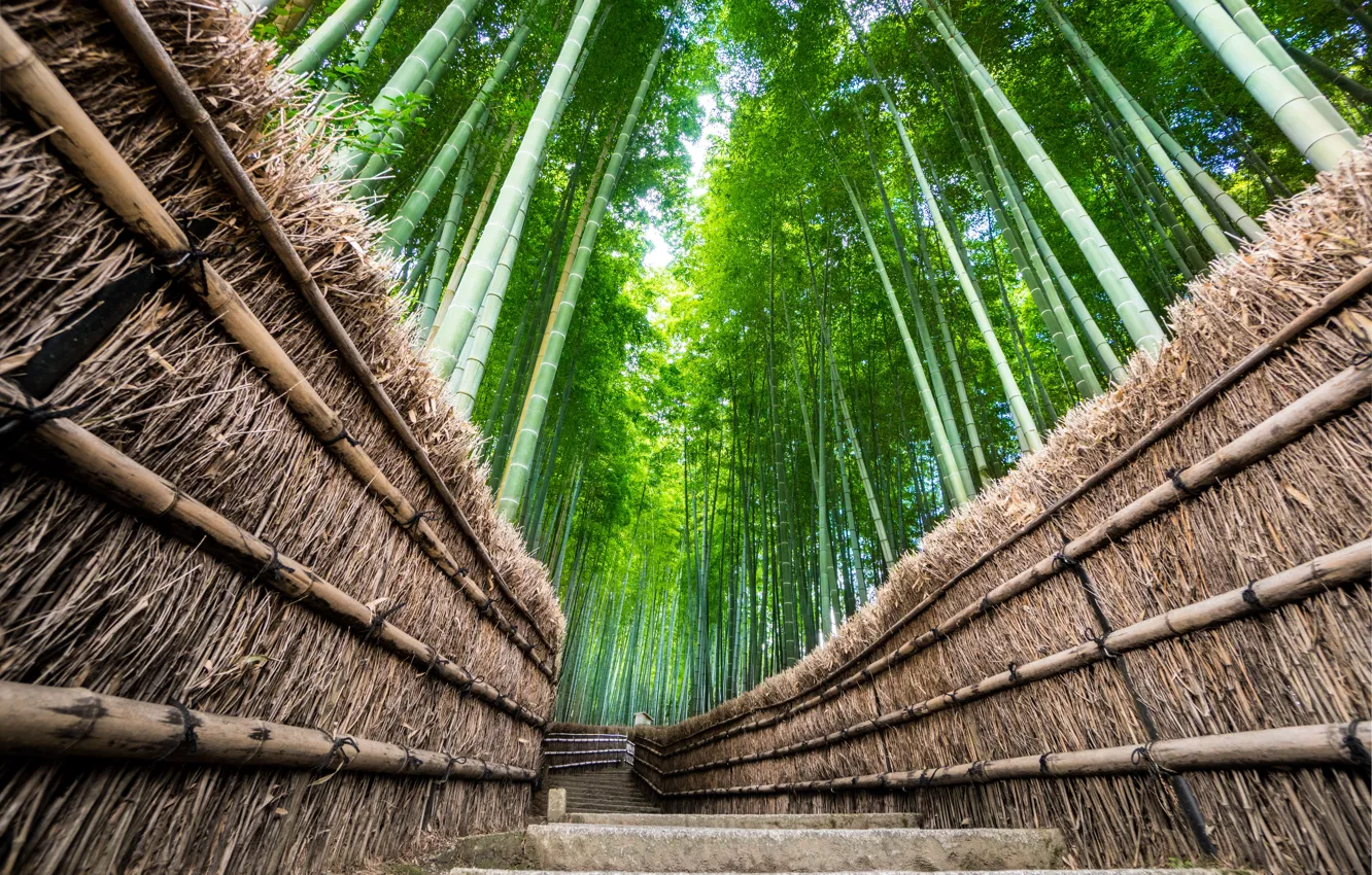 Фото обои Природа, Дорога, Забор, Япония, Лес, Тропа, Бамбук, Пейзаж