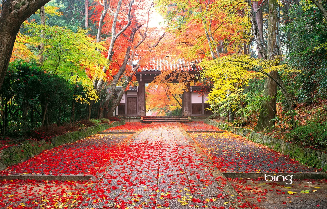 Фото обои forest, japan, nature