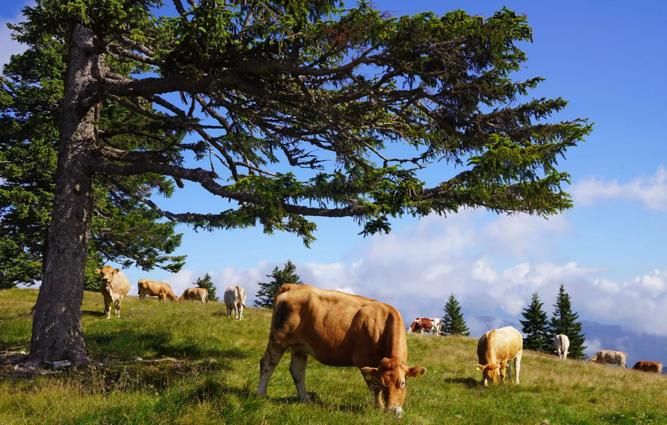 Фото обои дерево, корова, коровы, пастбище