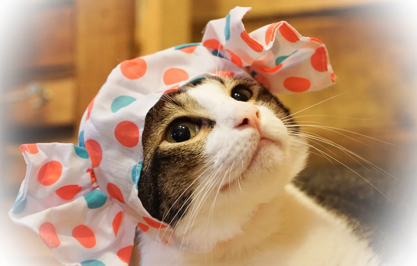 Фото обои кошка, кот, взгляд, морда, крупный план, фон, доски, портрет