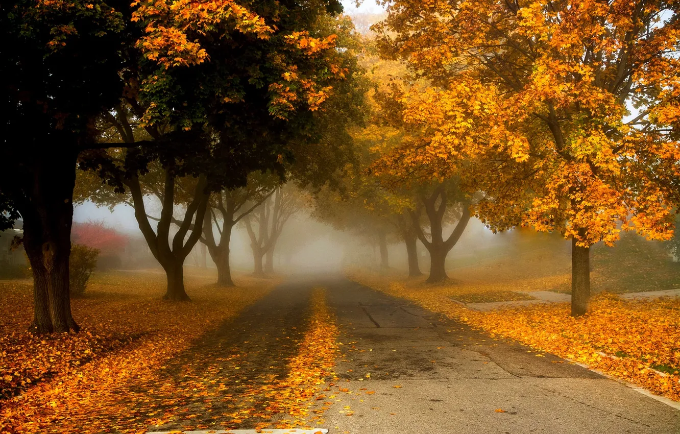 Фото обои дорога, осень, листья, природа, colors, colorful, road, trees