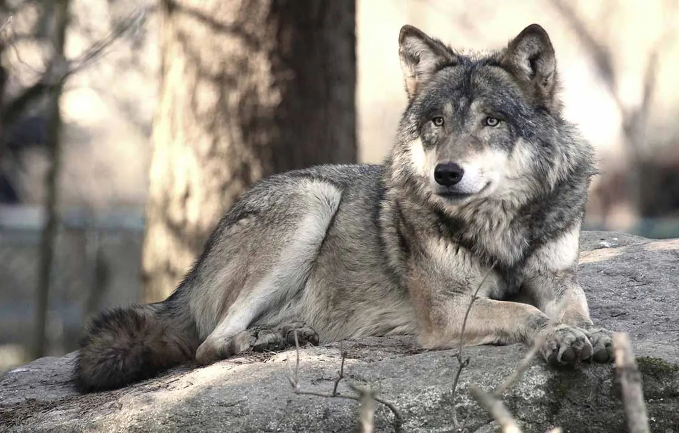 Фото обои nature, Gray Wolf, face, animal, wolf, canis lupus, wildlife, head