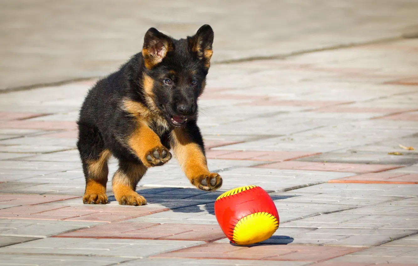 Фото обои мяч, щенок, Немецкая овчарка