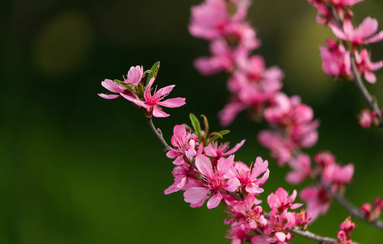 Фото обои Весна, Spring, Цветение, Боке, Bokeh, Pink flowers, Flowering, Розовые цветы