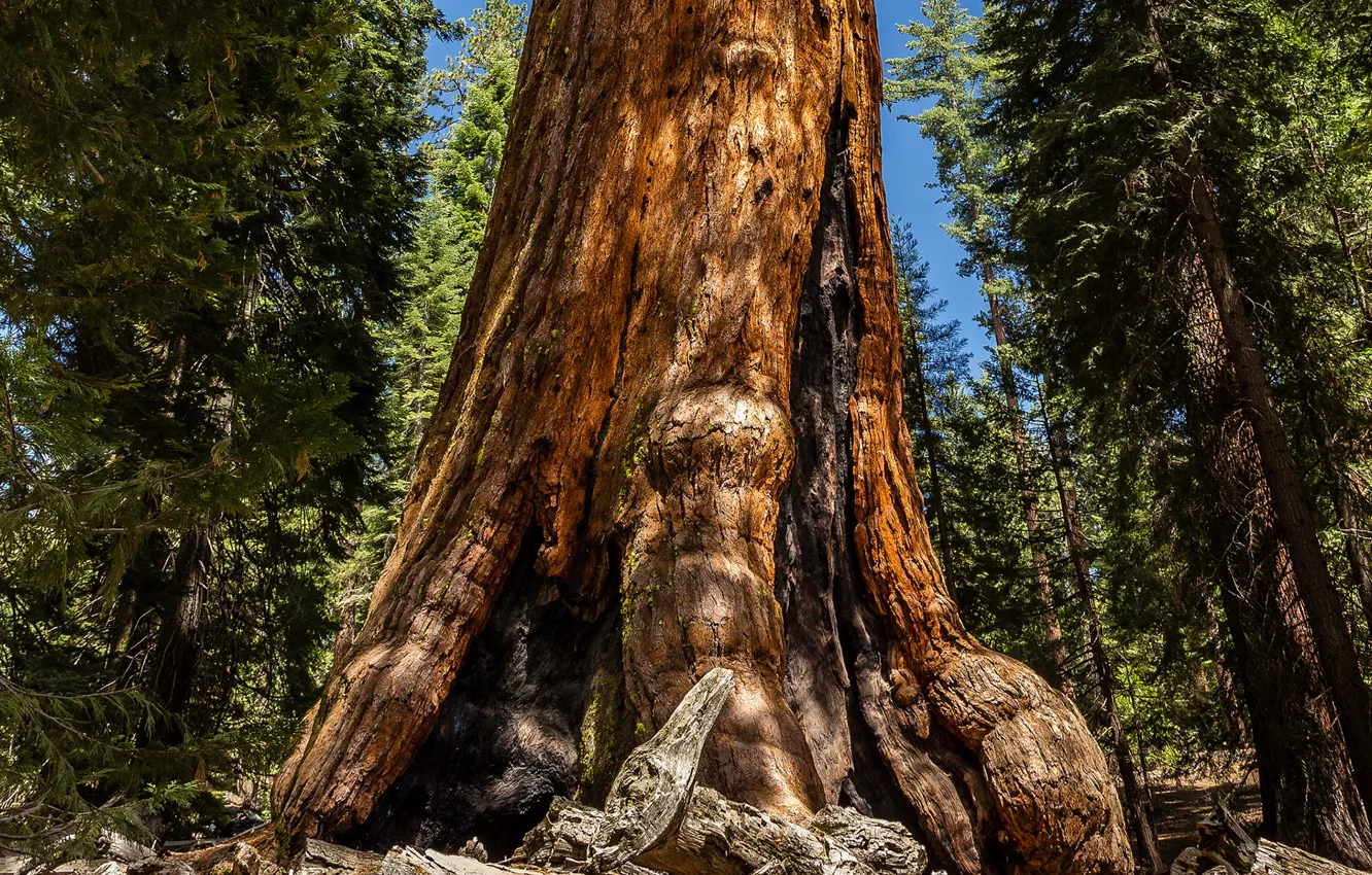 Фото обои forest, tree, sequoia, redwood