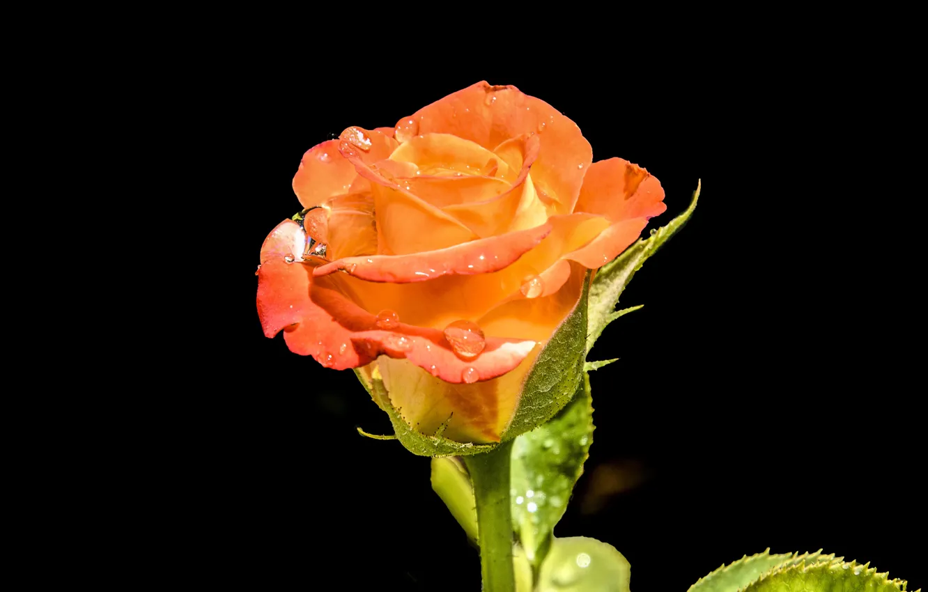 Фото обои red, rose, beautiful, raindrops