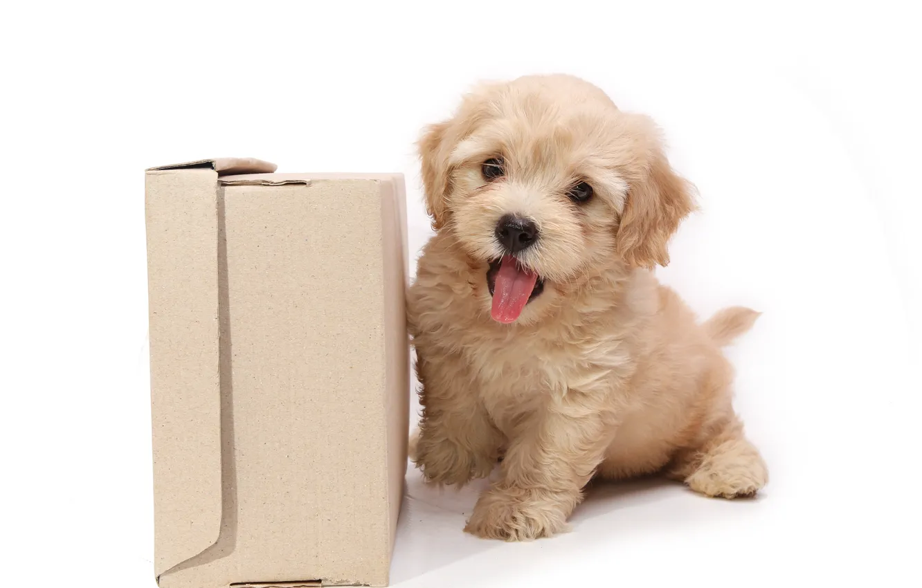 Фото обои коробка, собака, щенок