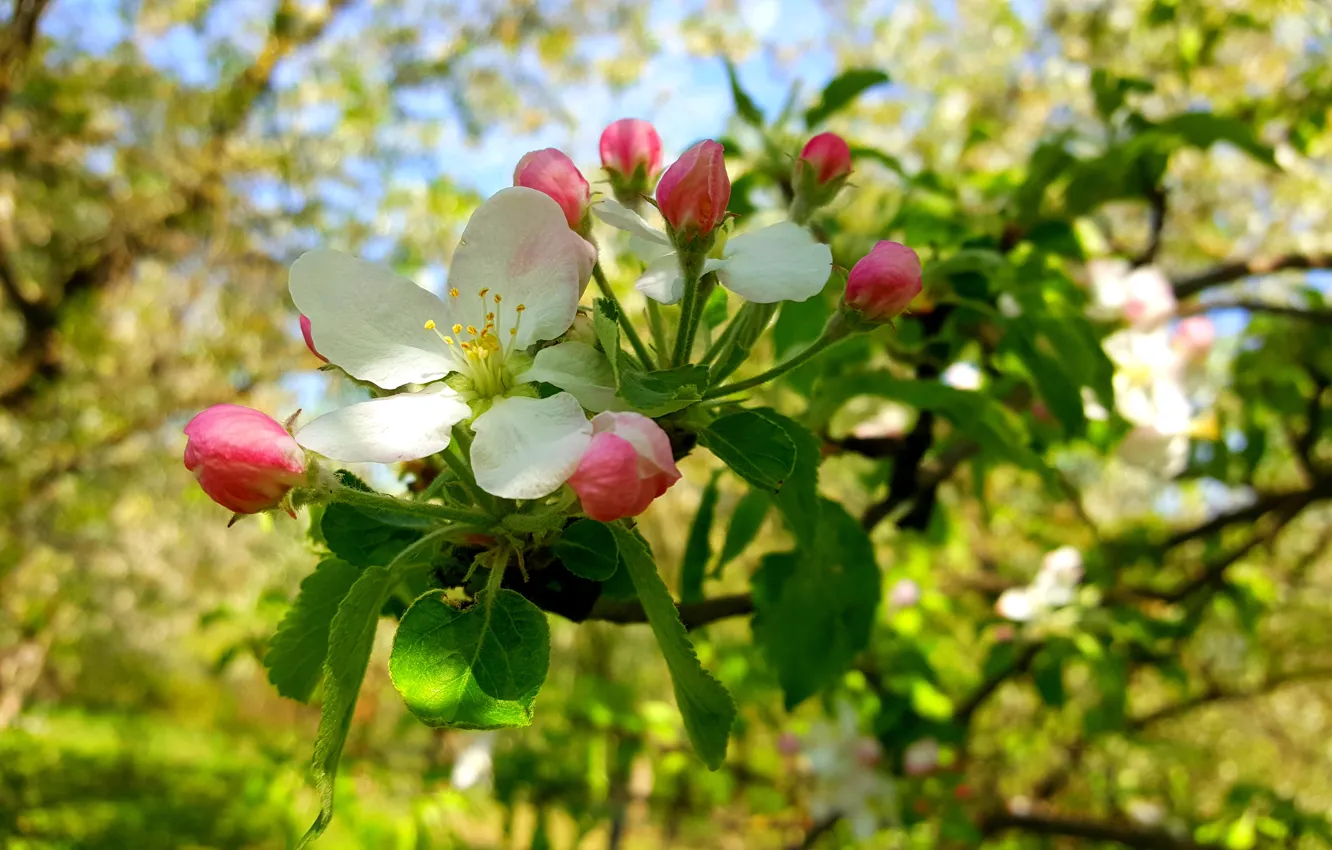 Фото обои Весна, Цвет яблони, Цветение яблони, Цветение