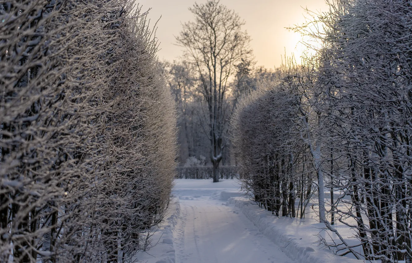 Фото обои зима, парк, мороз, солнц, Пушкин