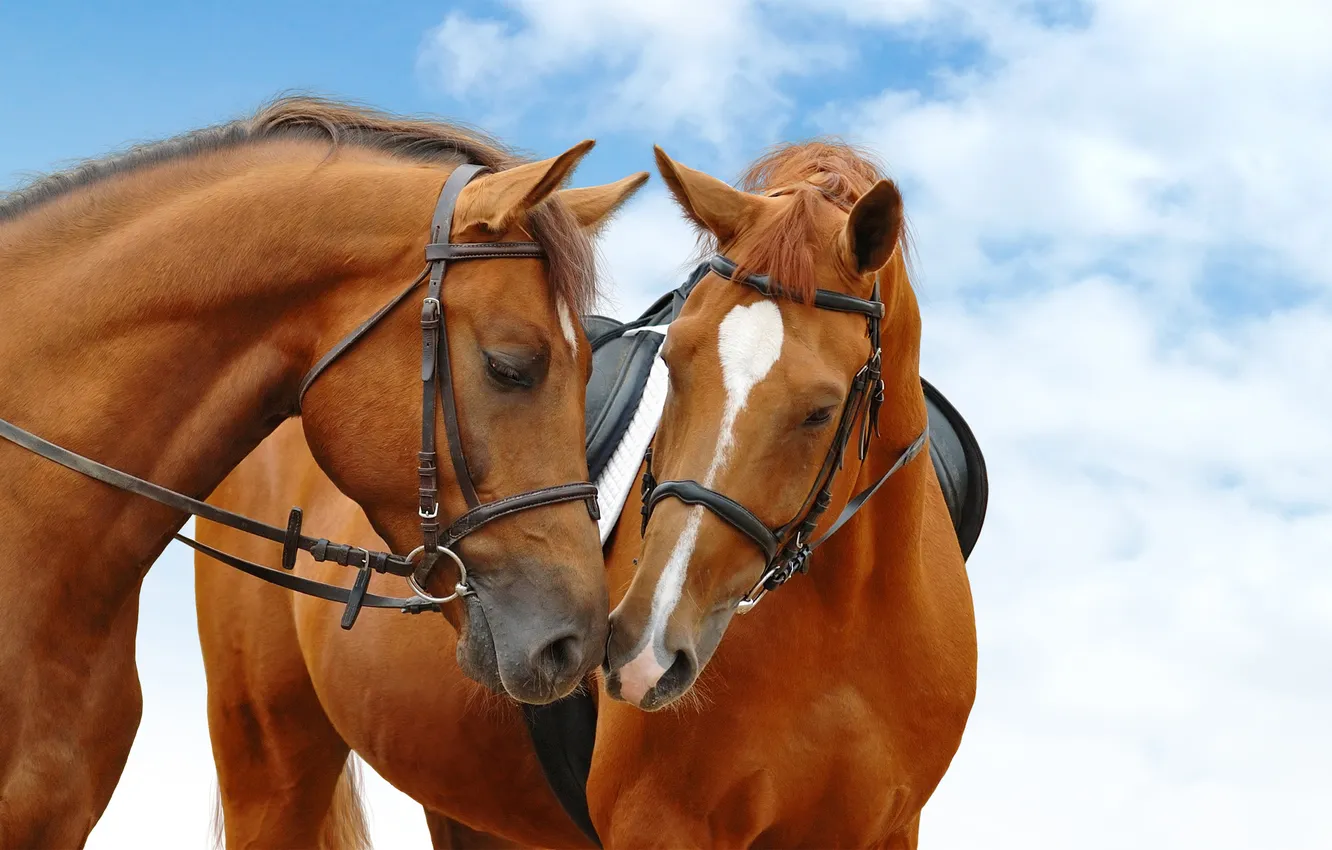 Фото обои sky, blue, horses