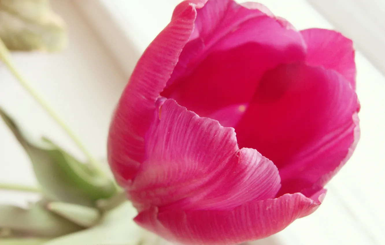 Фото обои цветок, тюльпан, темно розовый