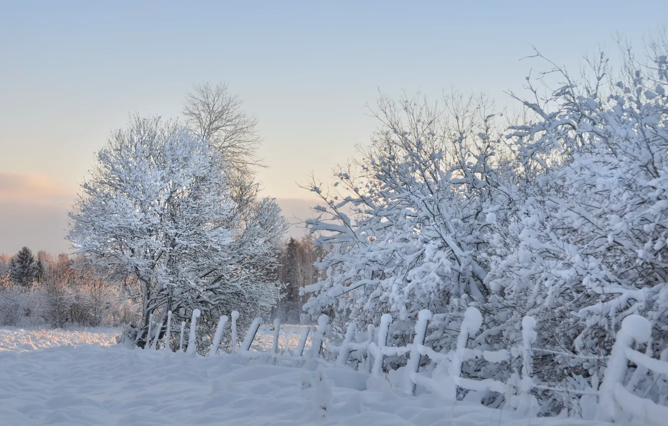 Фото обои зима, снег, деревья, забор, утро, мороз
