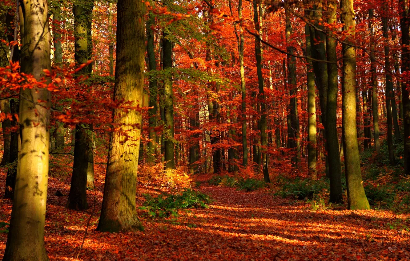 Фото обои осень, лес, листья, деревья, парк, тропинка