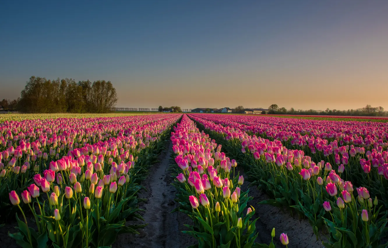 Фото обои пейзаж, цветы, поля, тюльпаны, Нидерланды