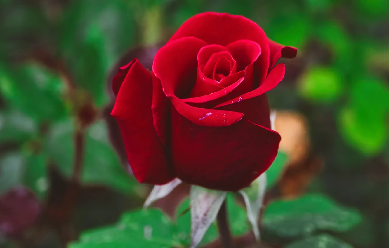Фото обои цветок, роза, бутон, красная