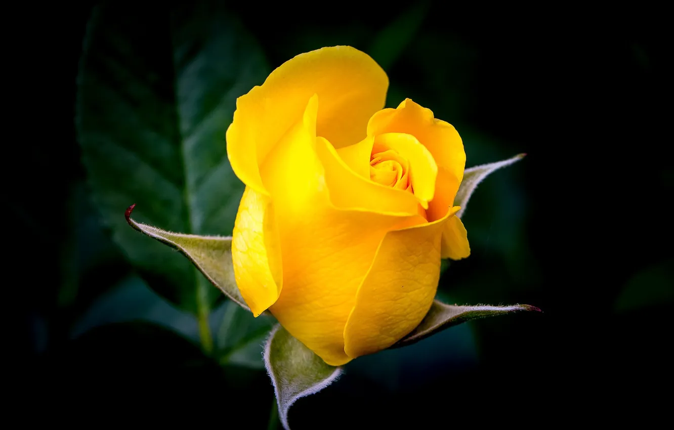 Фото обои роза, бутон, тёмный фон, жёлтая роза