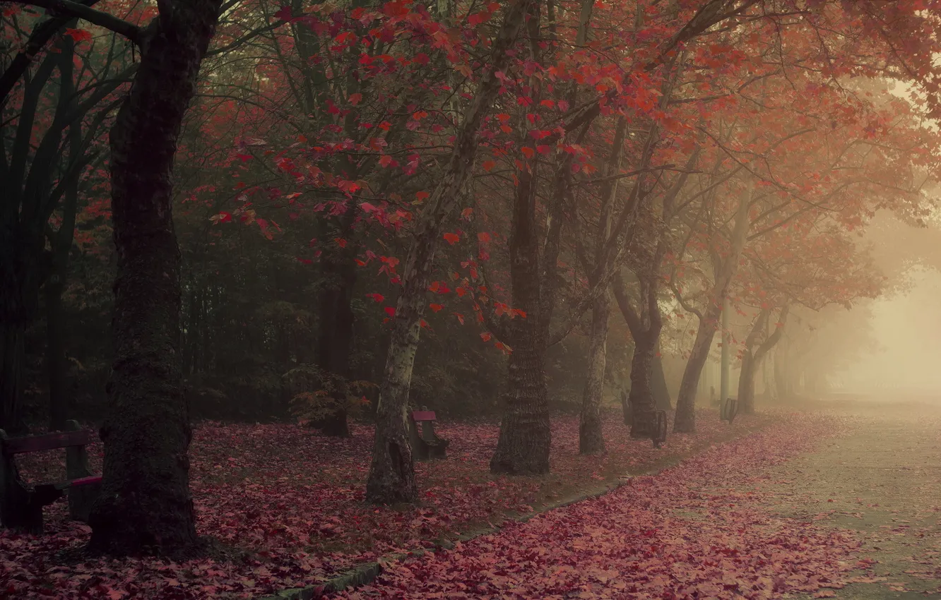 Фото обои осень, город, туман, парк
