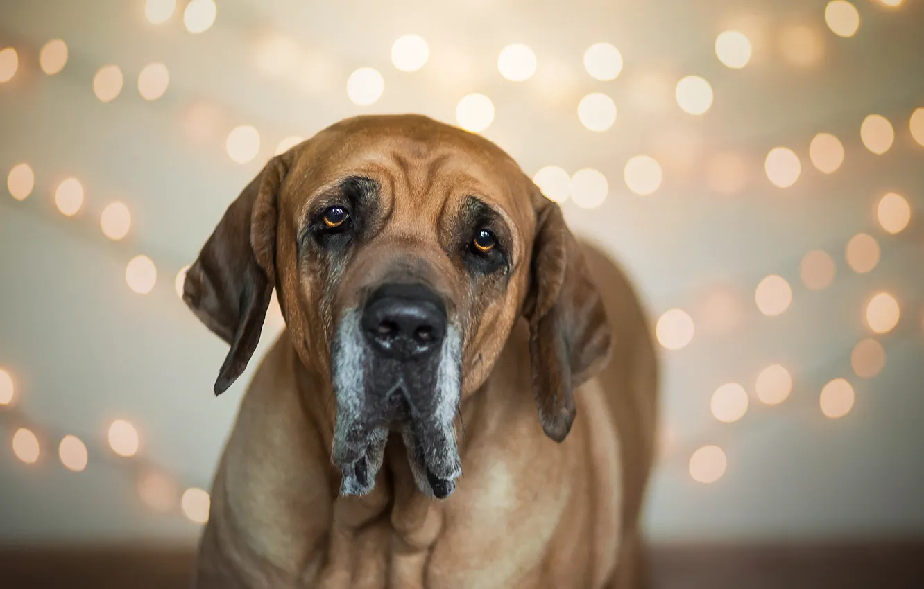 Фото обои друг, собака, Brazilian Mastiff