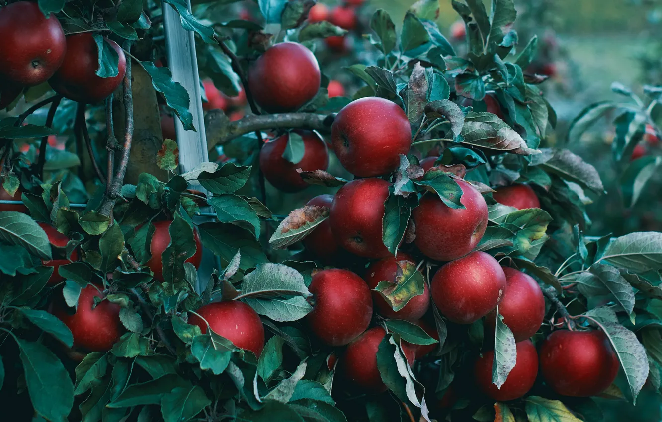 Фото обои листья, ветки, темный фон, яблоки, сад, урожай, красные, яблоня