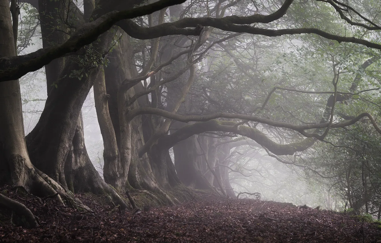 Ветвь туманного дерева. Лес в тумане стволы и ветки. Deep Forest Trees Branches.