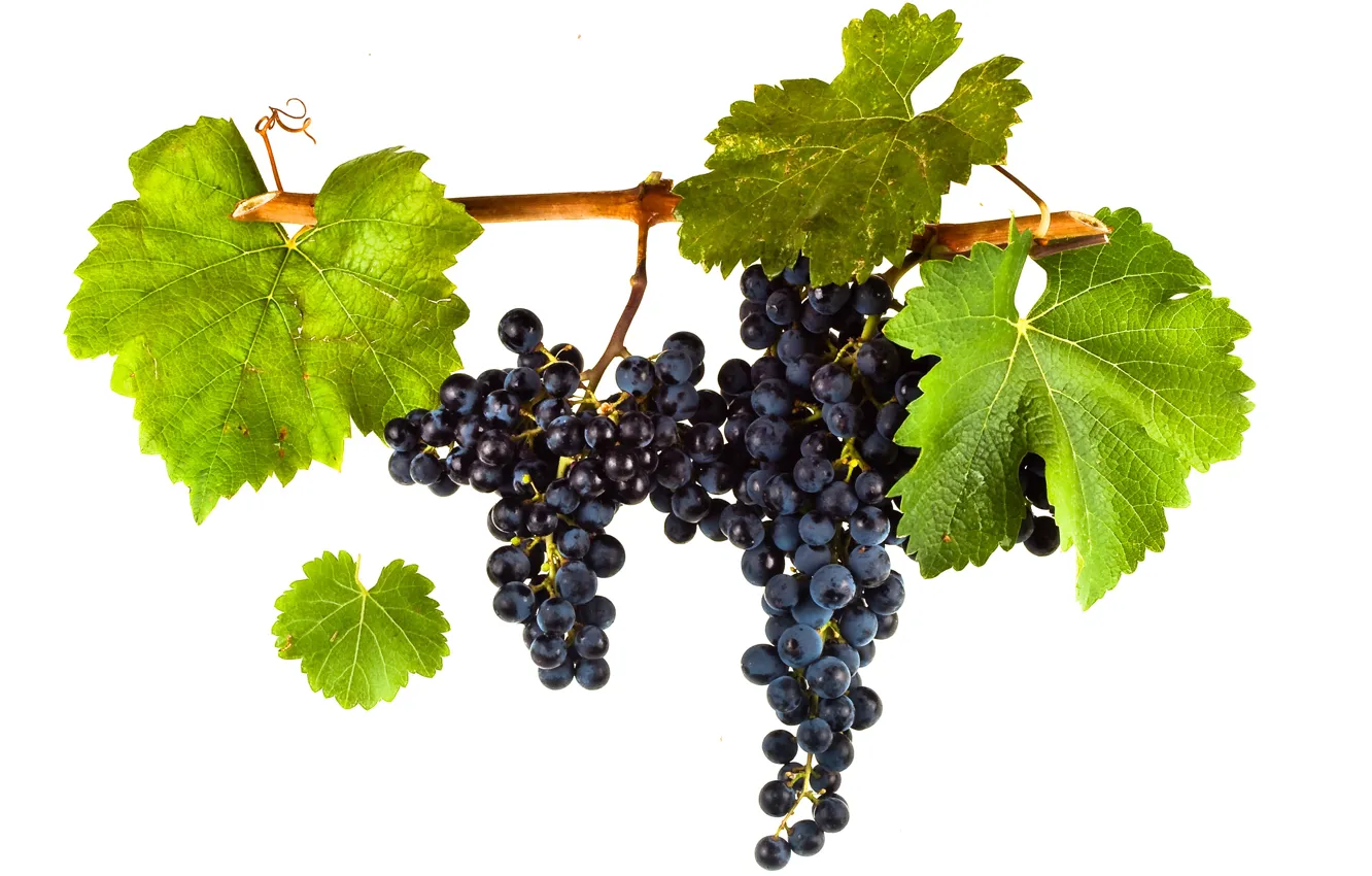 Фото обои wine, leaves, grapes, red wine, vitis vinifera, Merlot